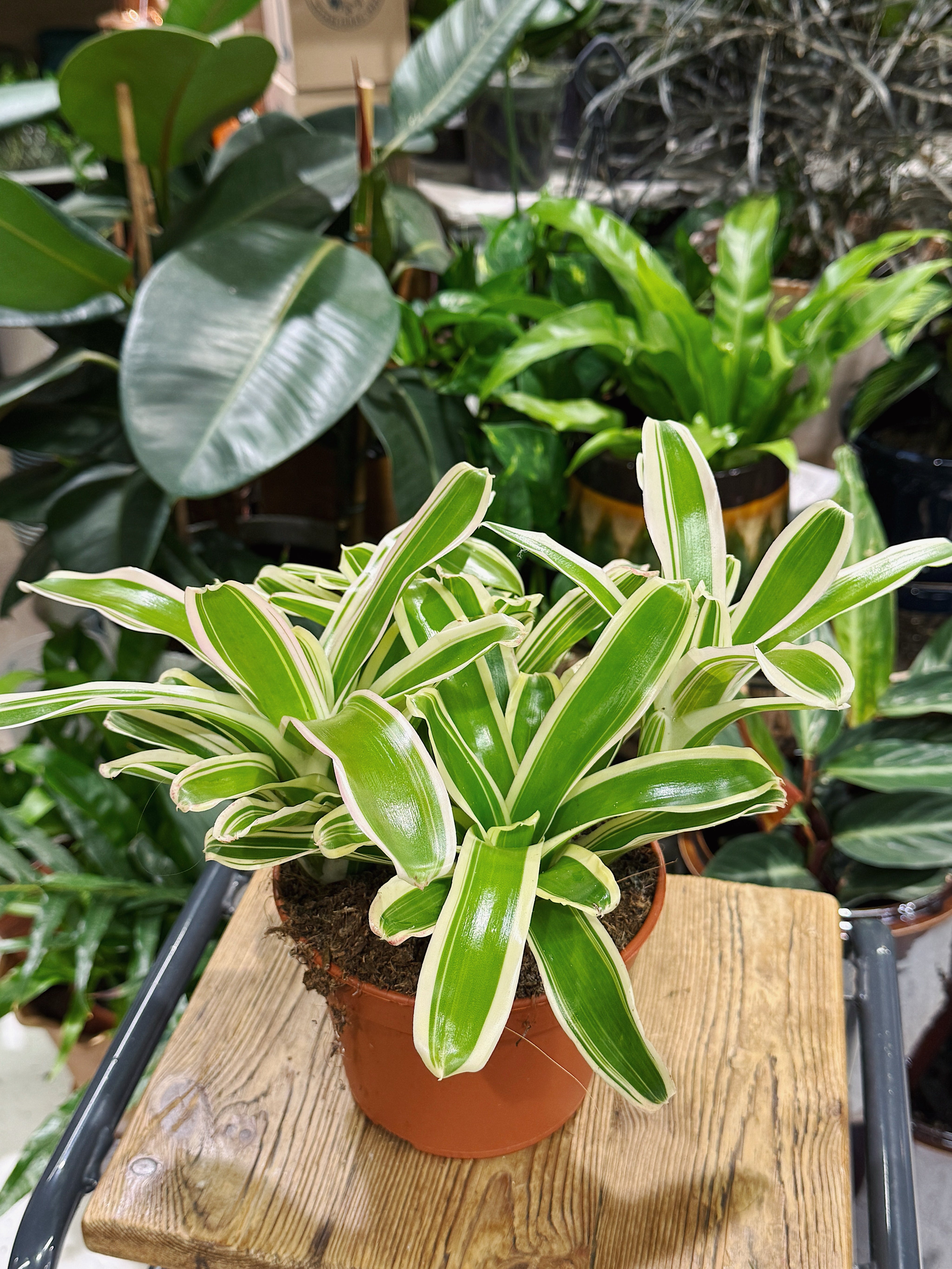 Striped Fireball’ | Nidularium schult Striped Fireball