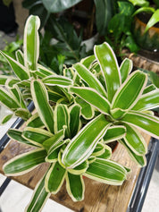 Striped Fireball’ | Nidularium schult Striped Fireball