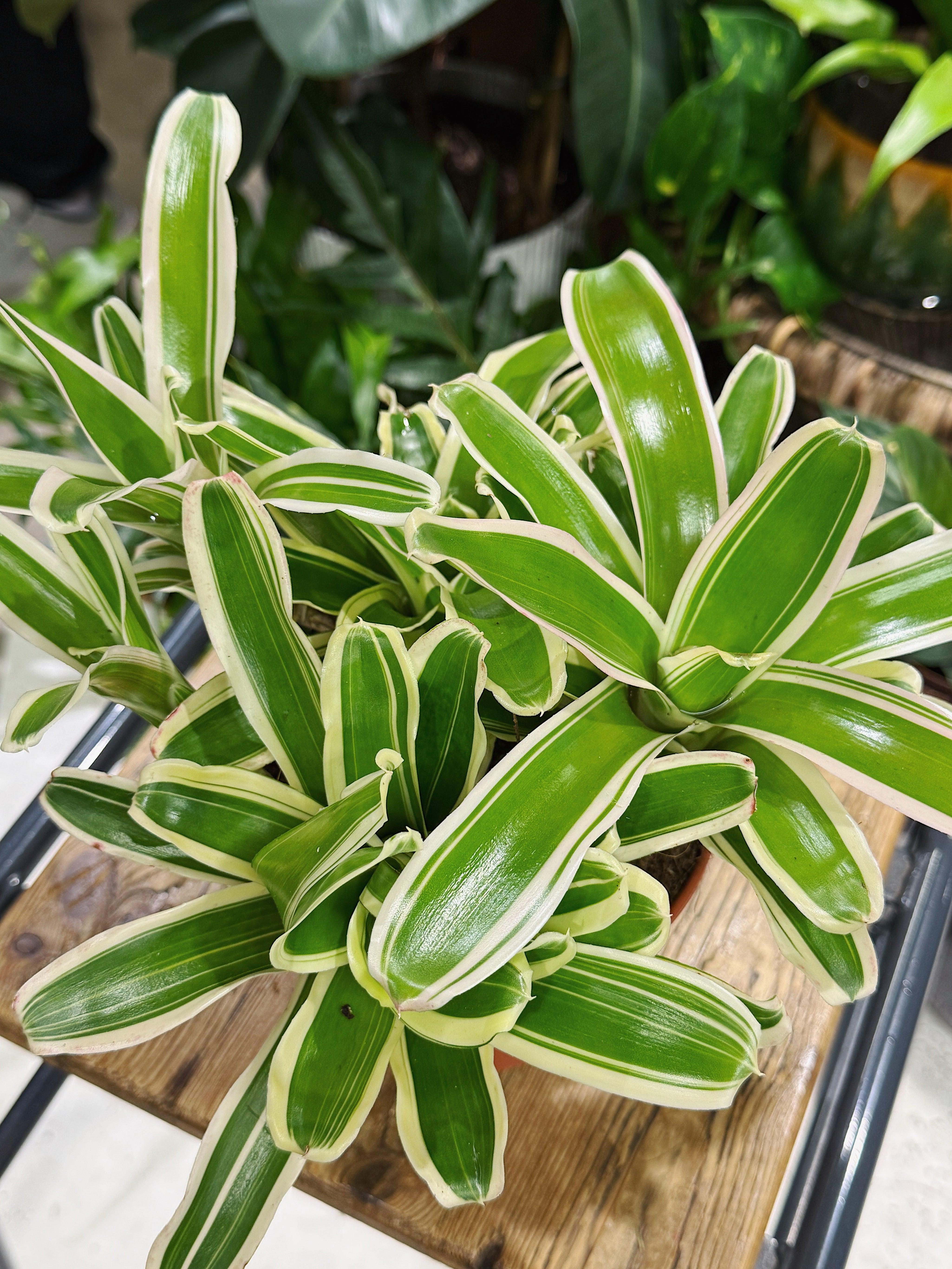 Striped Fireball’ | Nidularium schult Striped Fireball