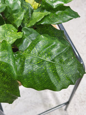 Calathea Network | Calathea musaica 'Network' mosaic-patterned tropical foliage