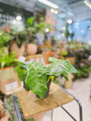 Calathea Network | Calathea musaica 'Network' mosaic-patterned tropical foliage