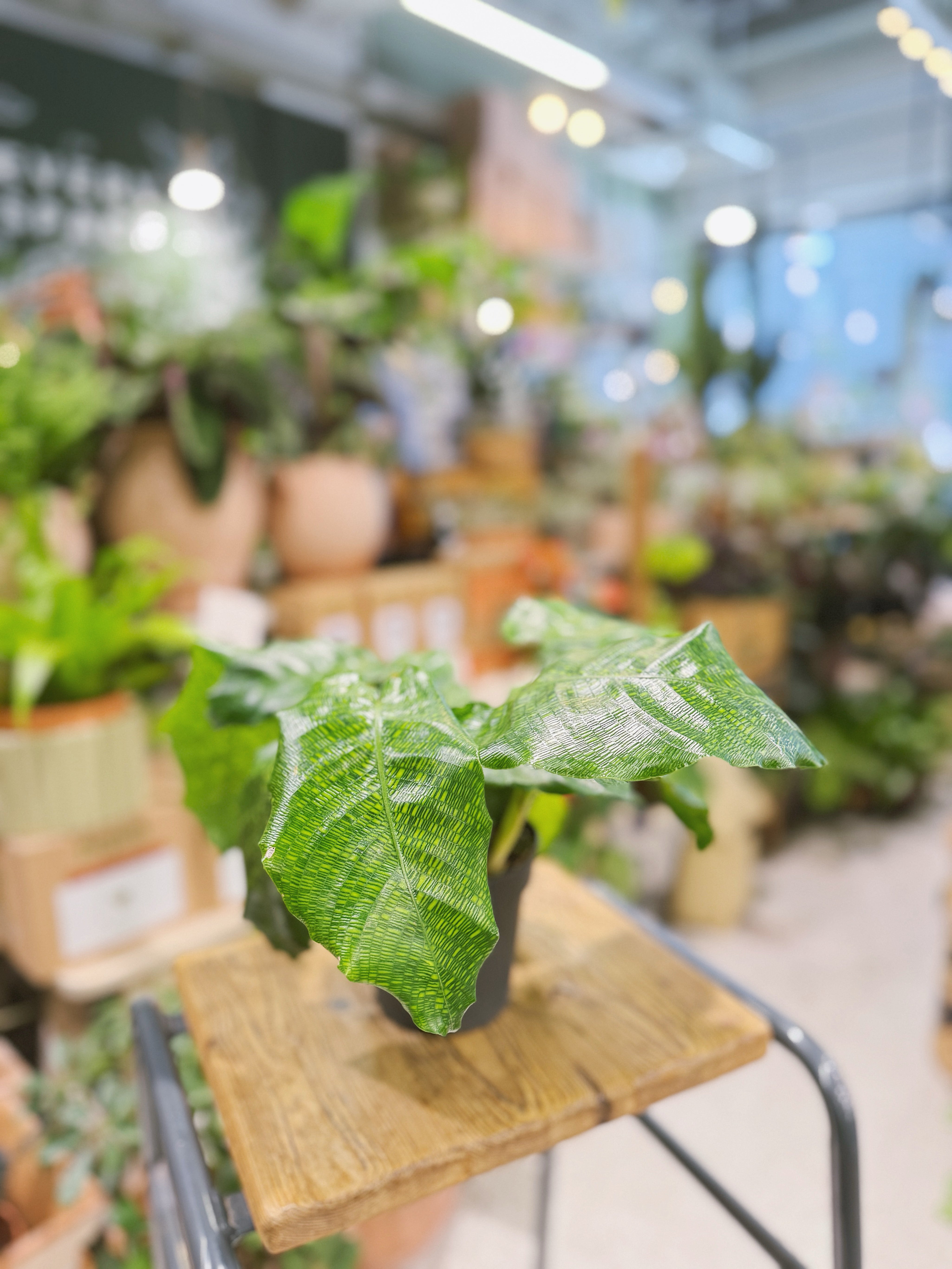 Calathea Network | Calathea musaica 'Network' mosaic-patterned tropical foliage