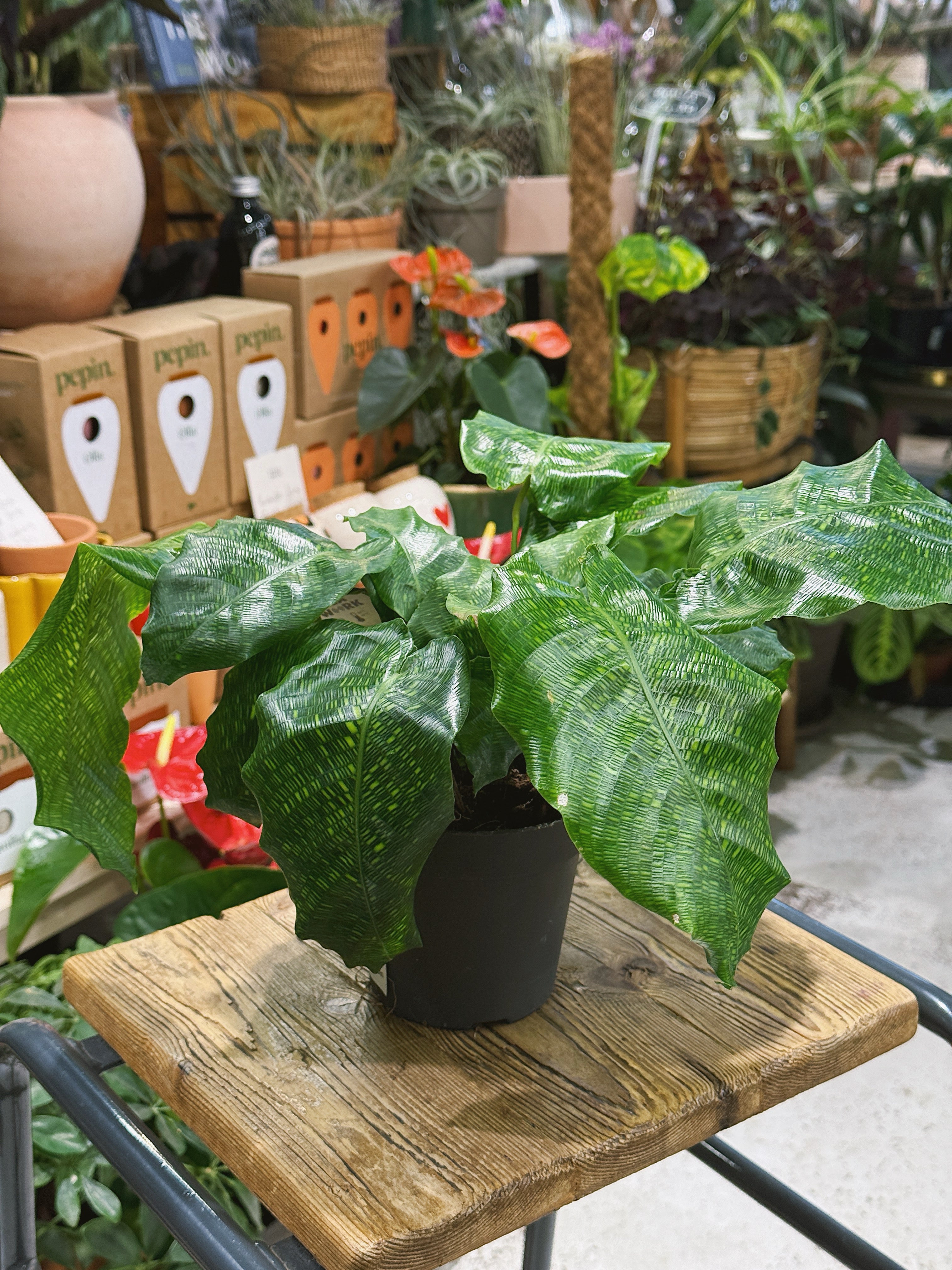 Calathea Network | Calathea musaica 'Network' mosaic-patterned tropical foliage