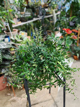 Aeschynanthus 'Caroline' | Lipstick Plant