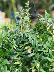 Aeschynanthus 'Caroline' | Lipstick Plant