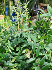 Aeschynanthus 'Caroline' | Lipstick Plant