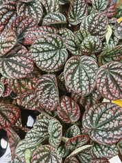 Peperomia 'Lucinda' | Peperomia caperata, a compact ripple plant with blushed silvery leaves
