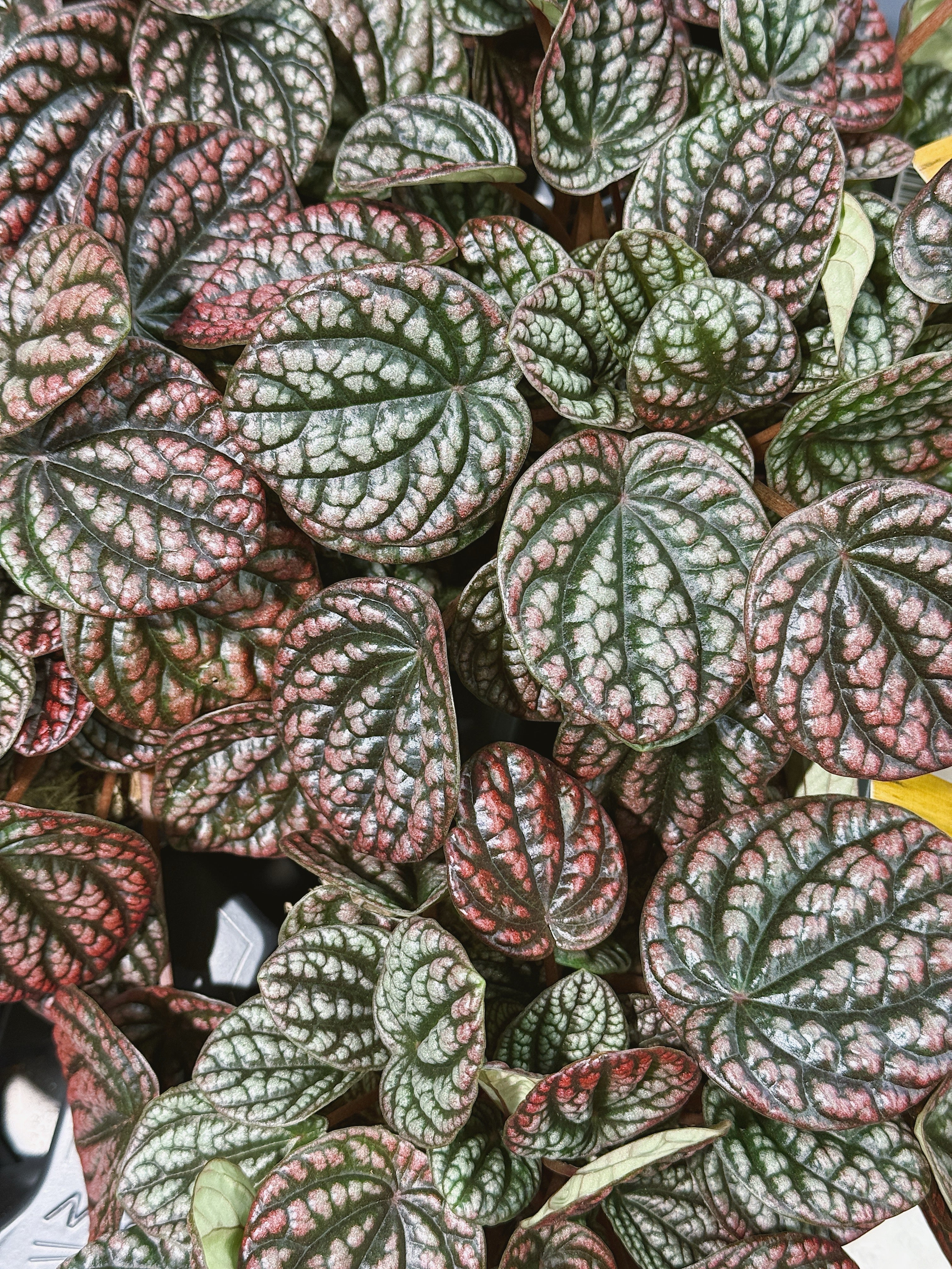 Peperomia 'Lucinda' | Peperomia caperata, a compact ripple plant with blushed silvery leaves