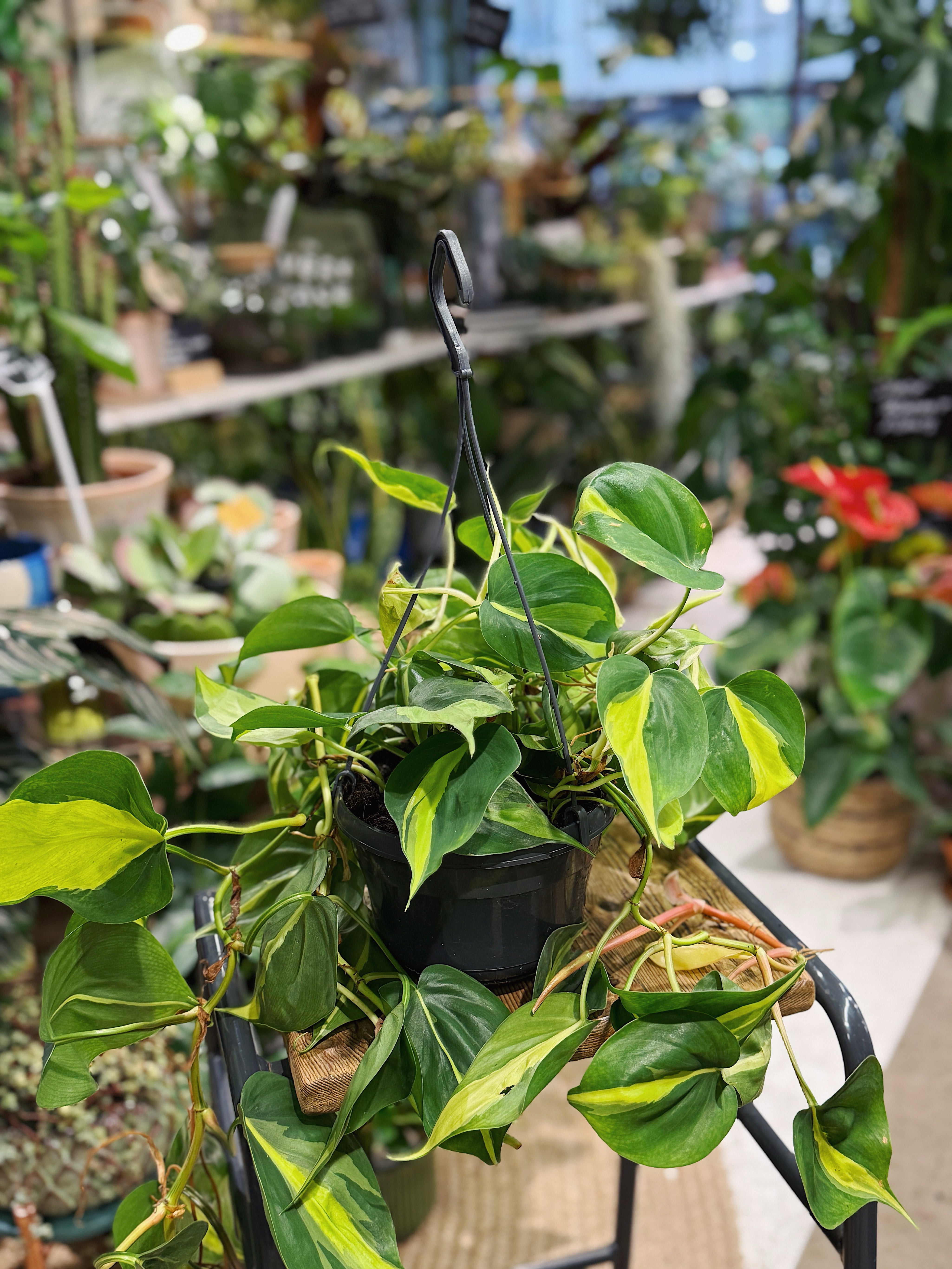 Heart leaf Philodendron | Philodendron scandens 'Brazil'