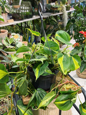 Heart leaf Philodendron | Philodendron scandens 'Brazil'