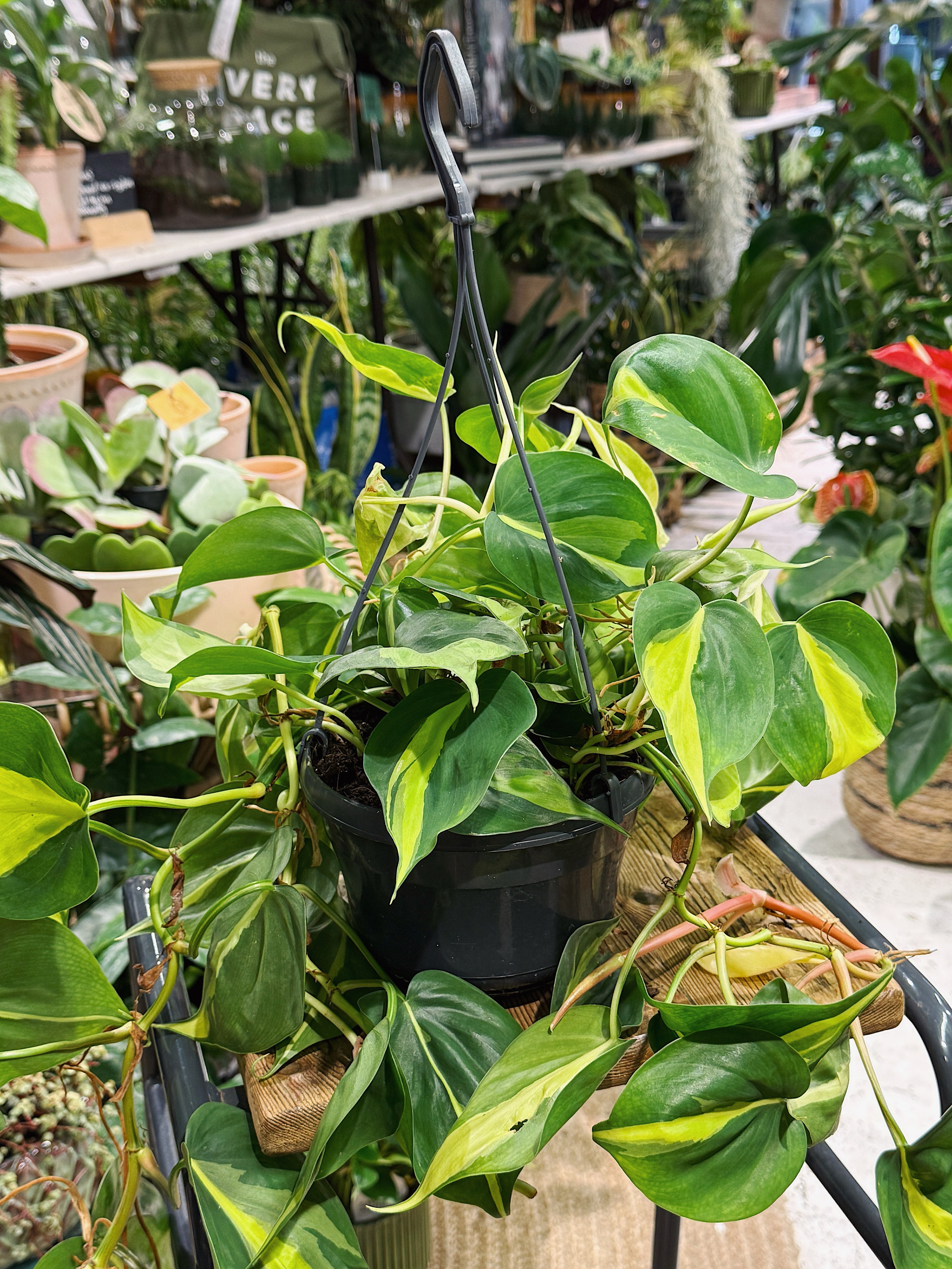 Heart leaf Philodendron | Philodendron scandens 'Brazil'