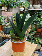 Sansevieria Black Diamond
