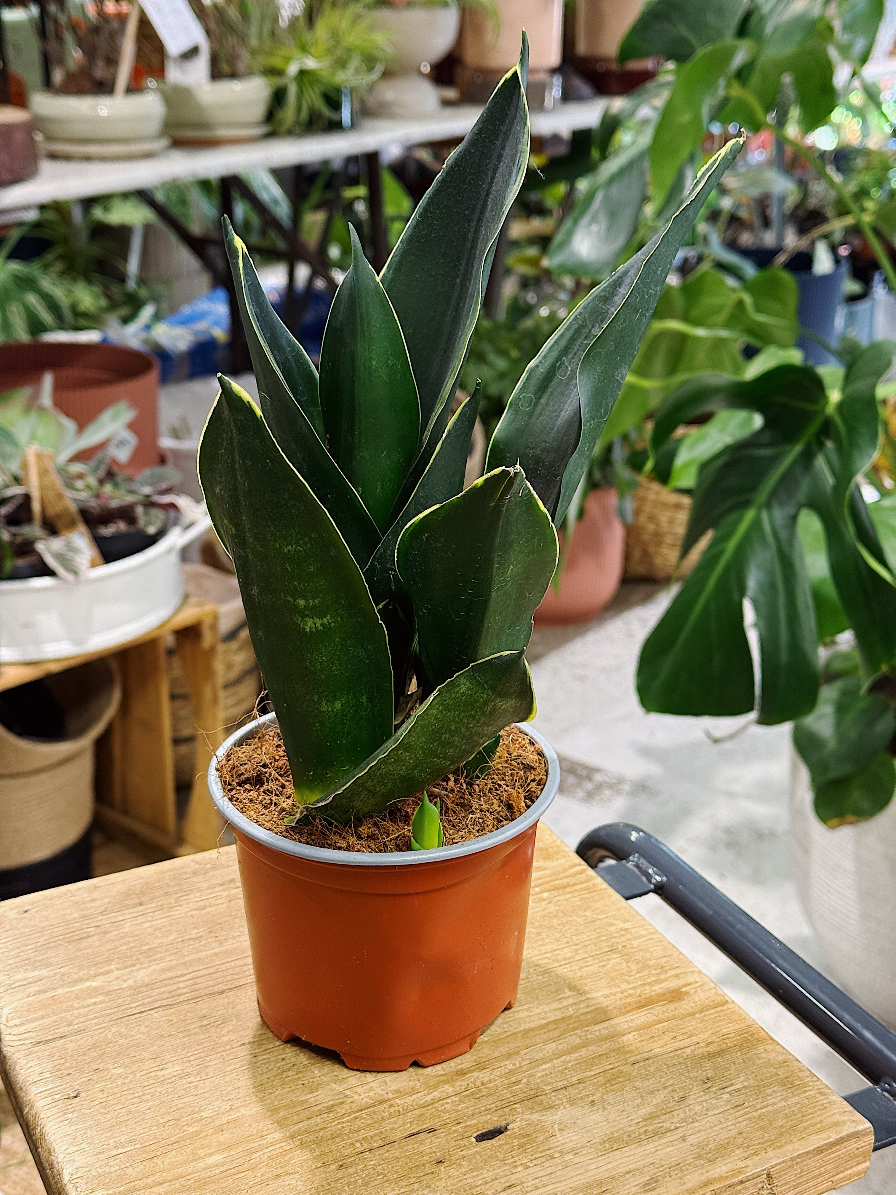 Sansevieria Black Diamond