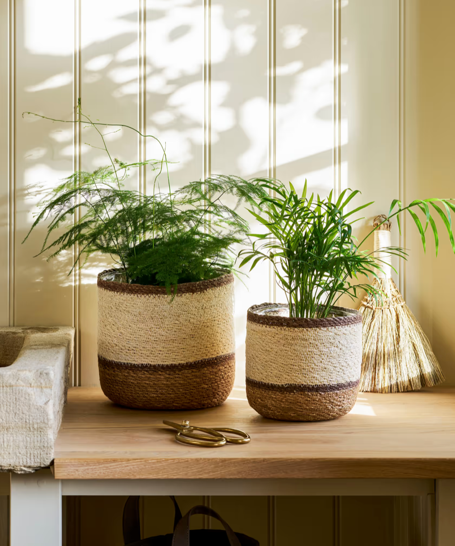 Two potted plants in woven pots on a wooden surface with a neutral background