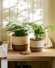 Two potted plants in woven pots on a wooden surface with a neutral background