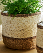Textured plant pot with green plant on a wooden surface