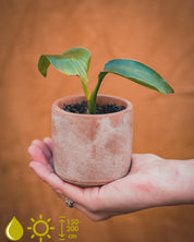 Houseplant Grow Sets