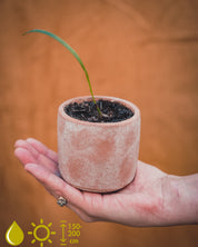 Houseplant Grow Sets