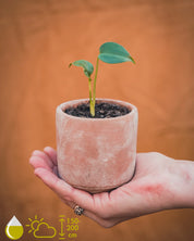 Houseplant Grow Sets