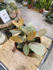 Copper Spoons | Kalanchoe orgyalis, bronze felted succulent