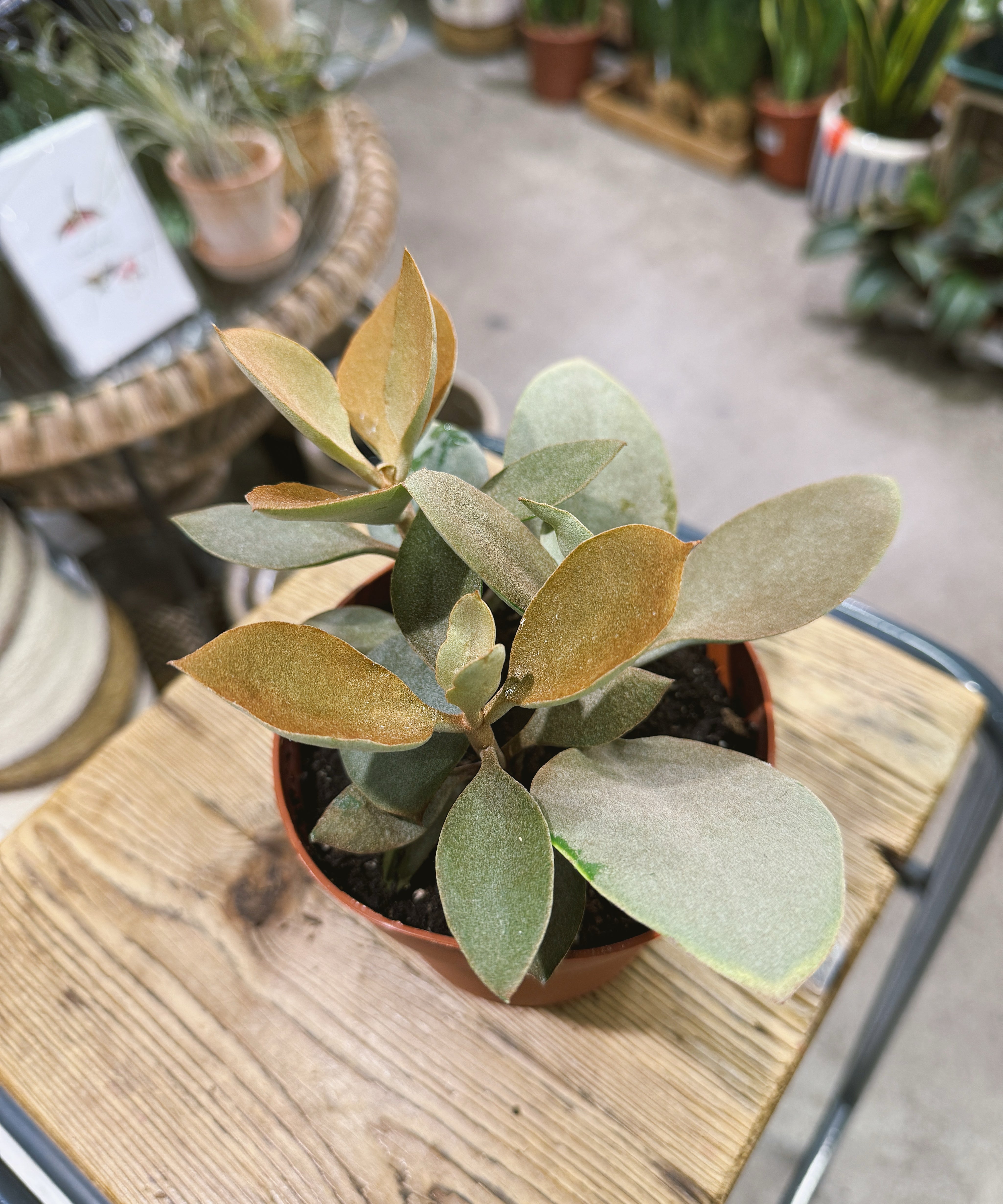 Kalanchoeorgyalis.jpg