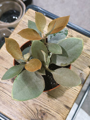 Copper Spoons | Kalanchoe orgyalis, bronze felted succulent