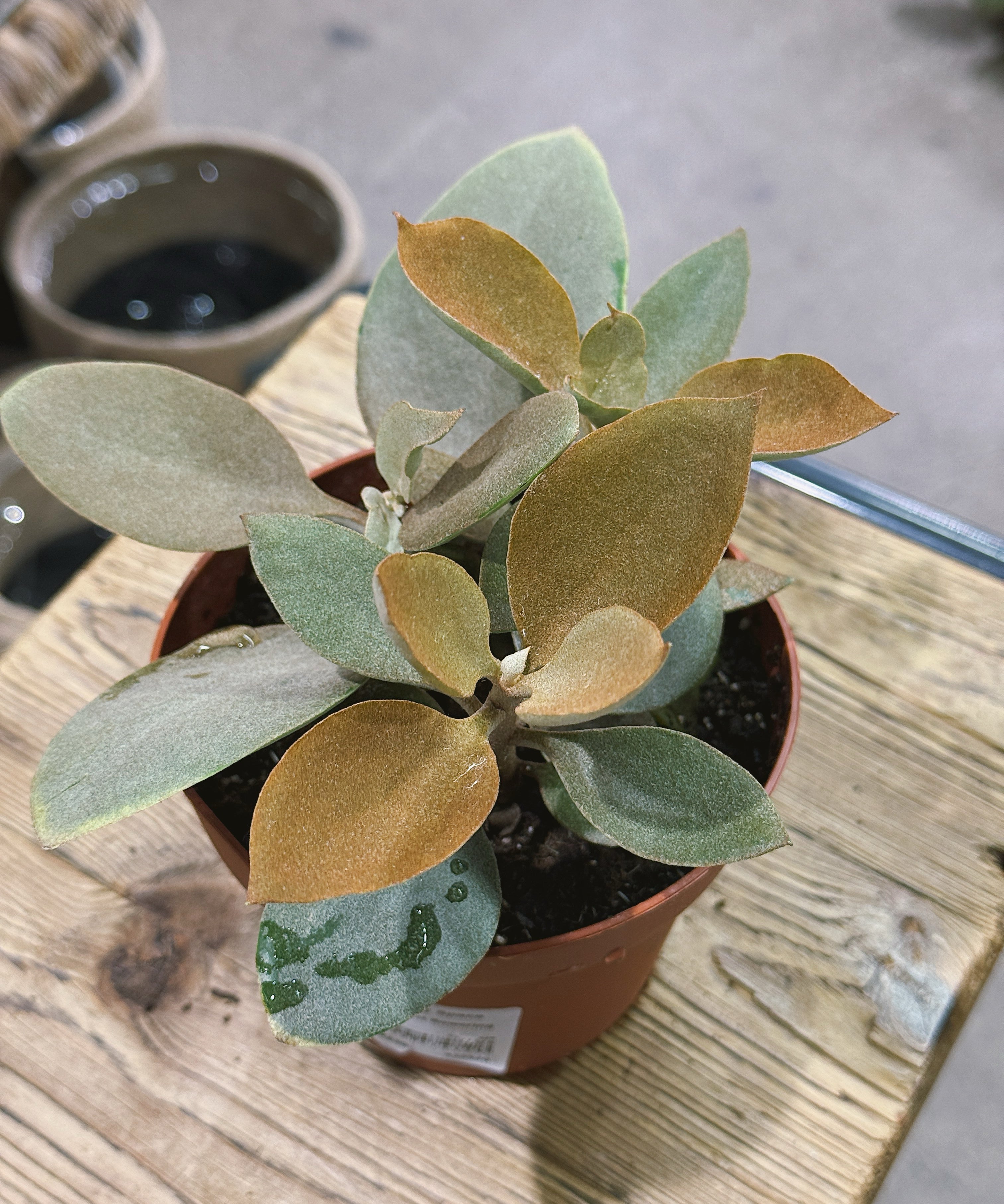 Kalanchoeorgyalis2.jpg