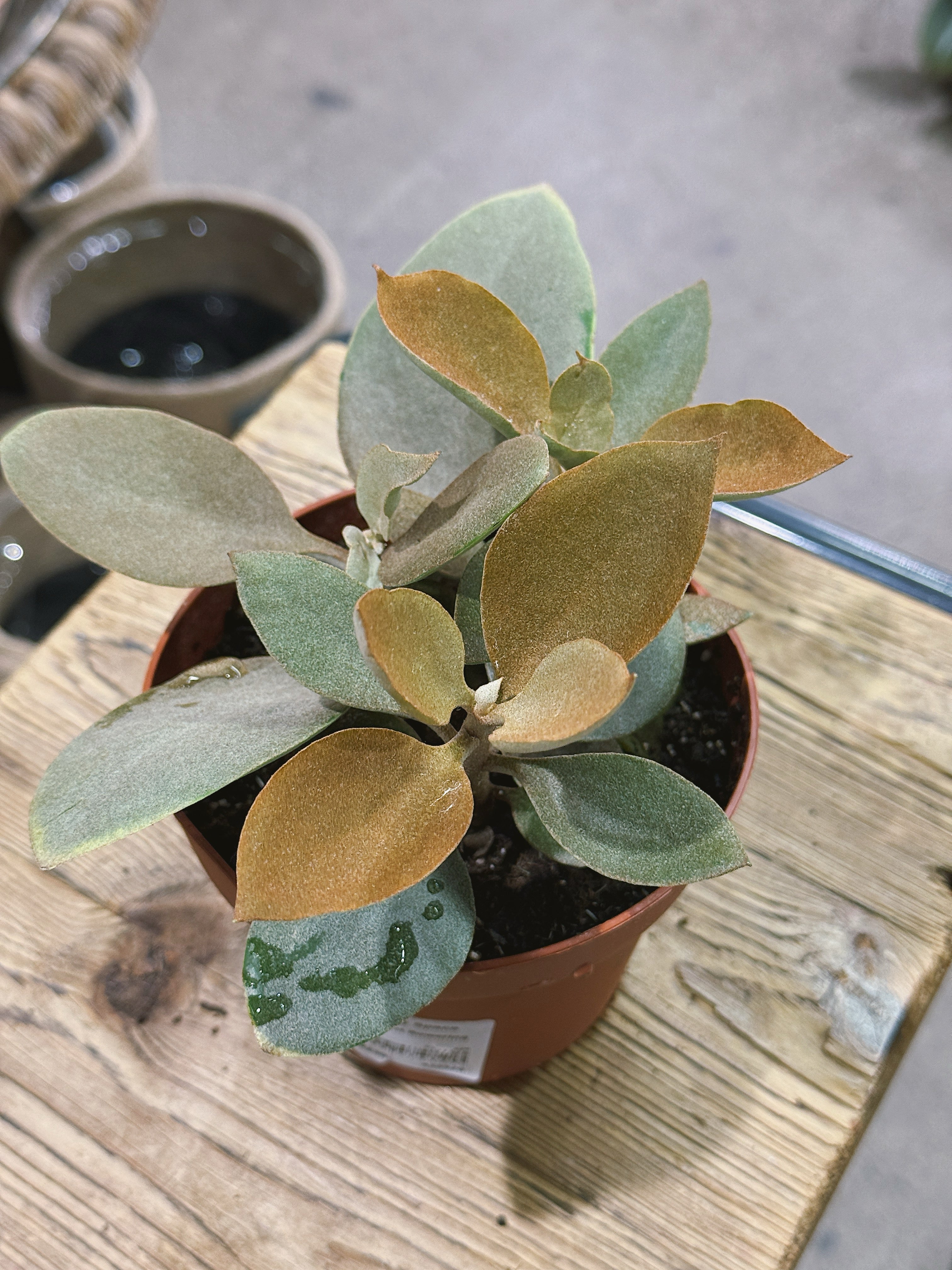 Copper Spoons | Kalanchoe orgyalis, bronze felted succulent