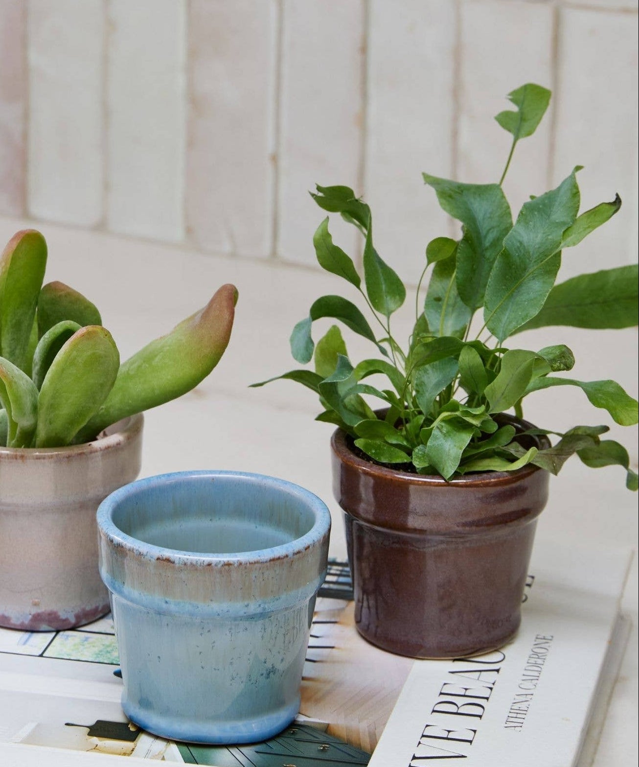 Three small potted succulents and a small blue planter arranged on top of a book in a bright indoor setting with a tiled wall behind.