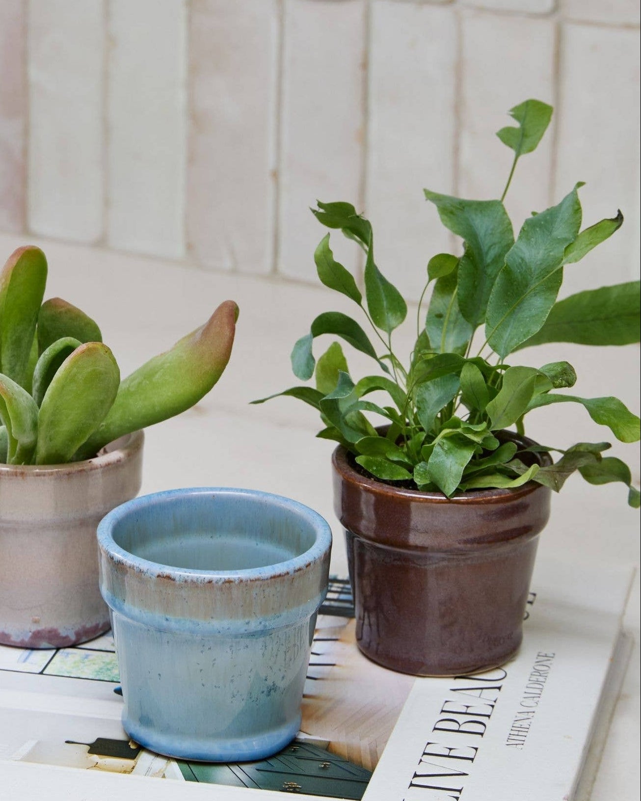 Three small potted succulents and a small blue planter arranged on top of a book in a bright indoor setting with a tiled wall behind.