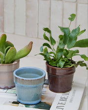 Three small potted succulents and a small blue planter arranged on top of a book in a bright indoor setting with a tiled wall behind.