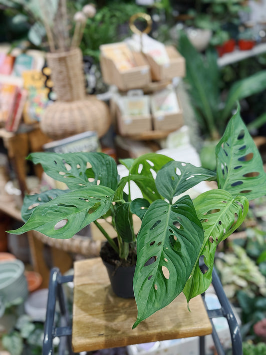 Shingle plant | Monstera Acuminata