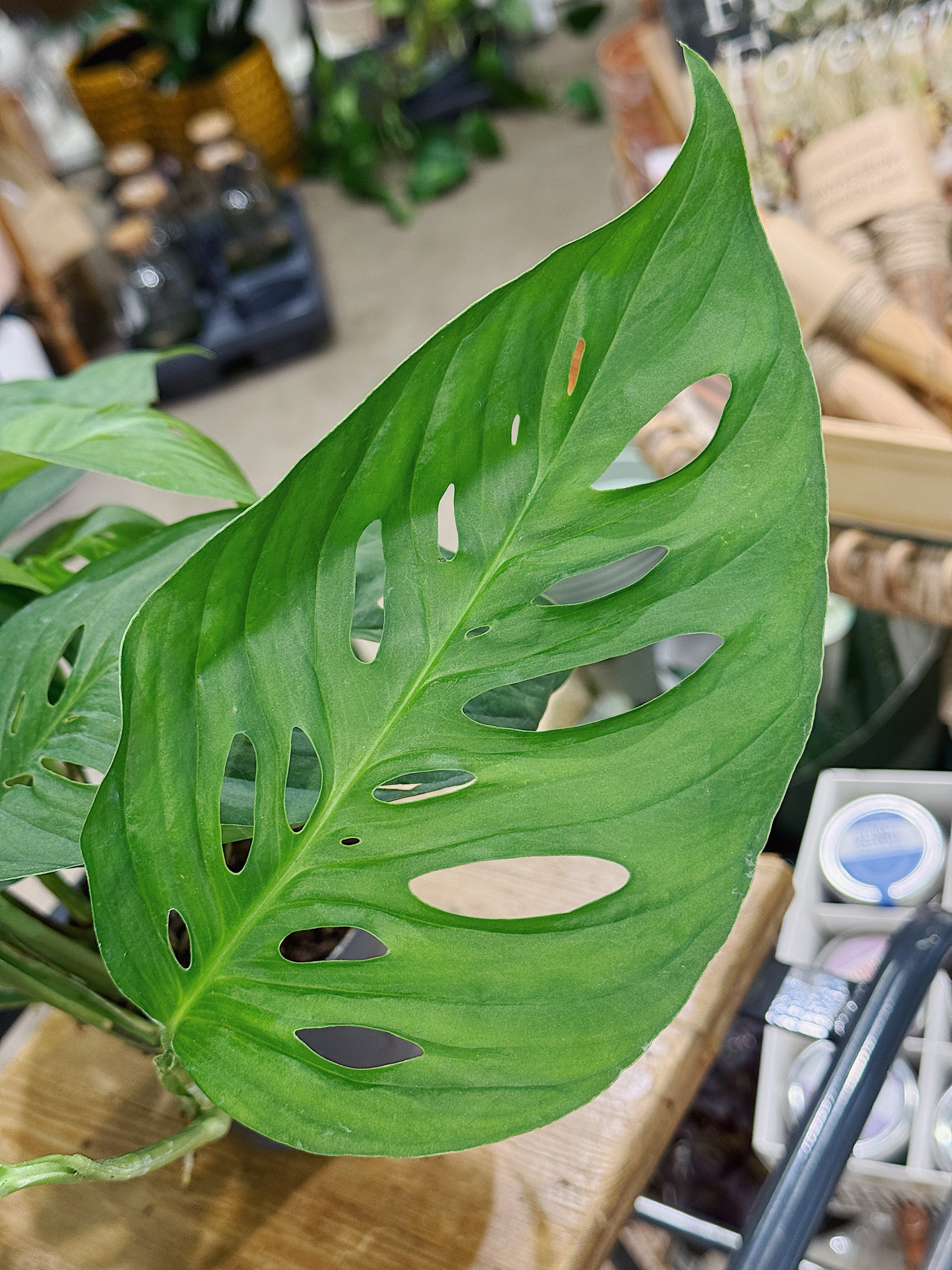 Monstera Acuminata | Shingle plant