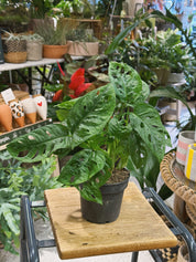 Monkey Leaf | Monstera adansonii, a trailing mini Swiss cheese plant with fenestrated leaves