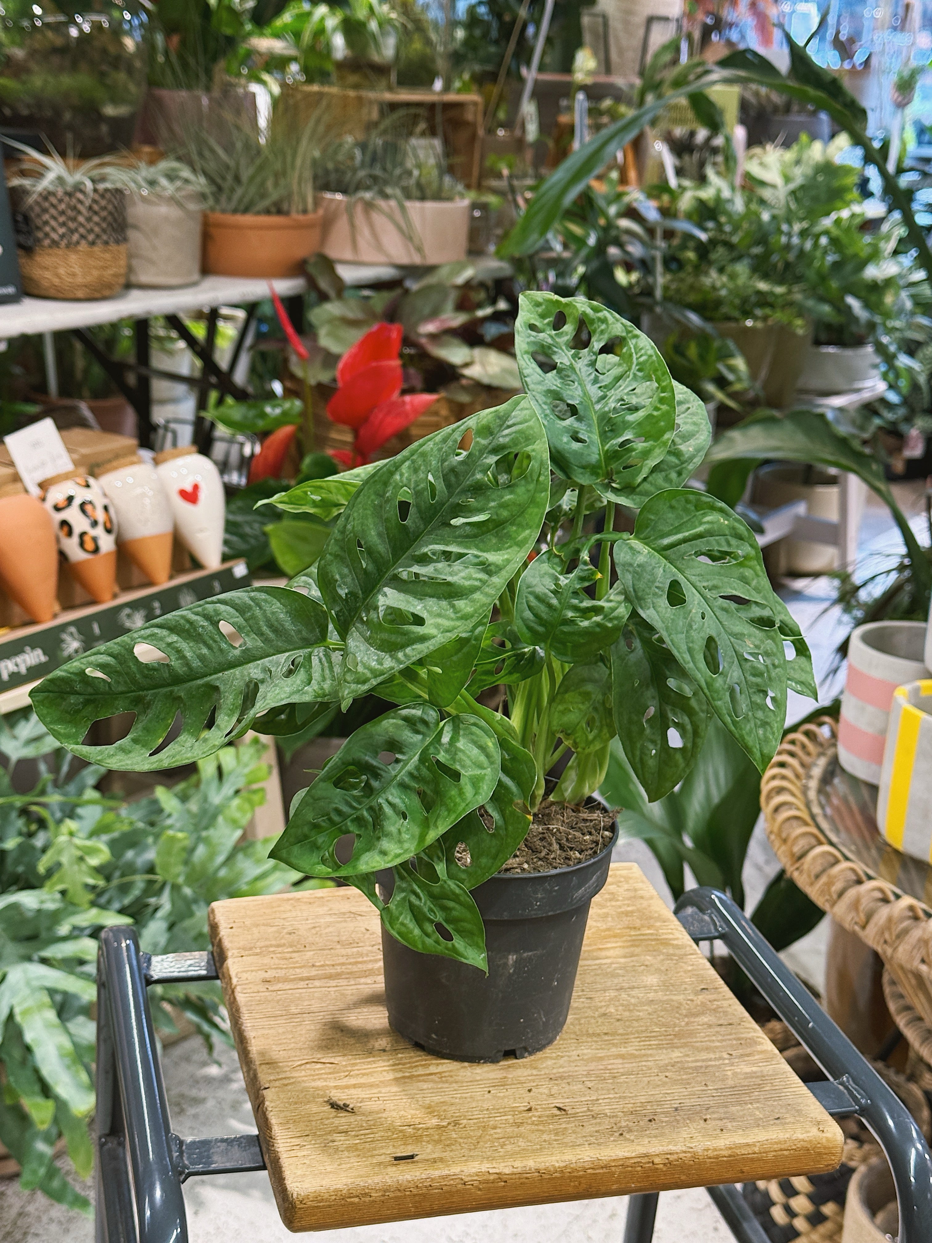 Monkey Leaf | Monstera adansonii, a trailing mini Swiss cheese plant with fenestrated leaves