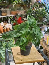 Monkey Leaf | Monstera adansonii, a trailing mini Swiss cheese plant with fenestrated leaves