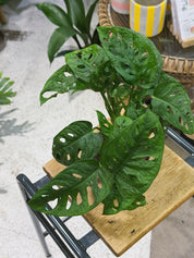Monkey Leaf | Monstera adansonii, a trailing mini Swiss cheese plant with fenestrated leaves