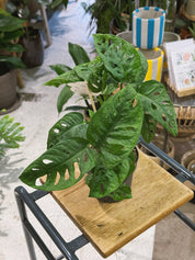 Monkey Leaf | Monstera adansonii, a trailing mini Swiss cheese plant with fenestrated leaves