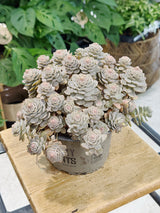 Orostachys iwarenge | Chinese Hat