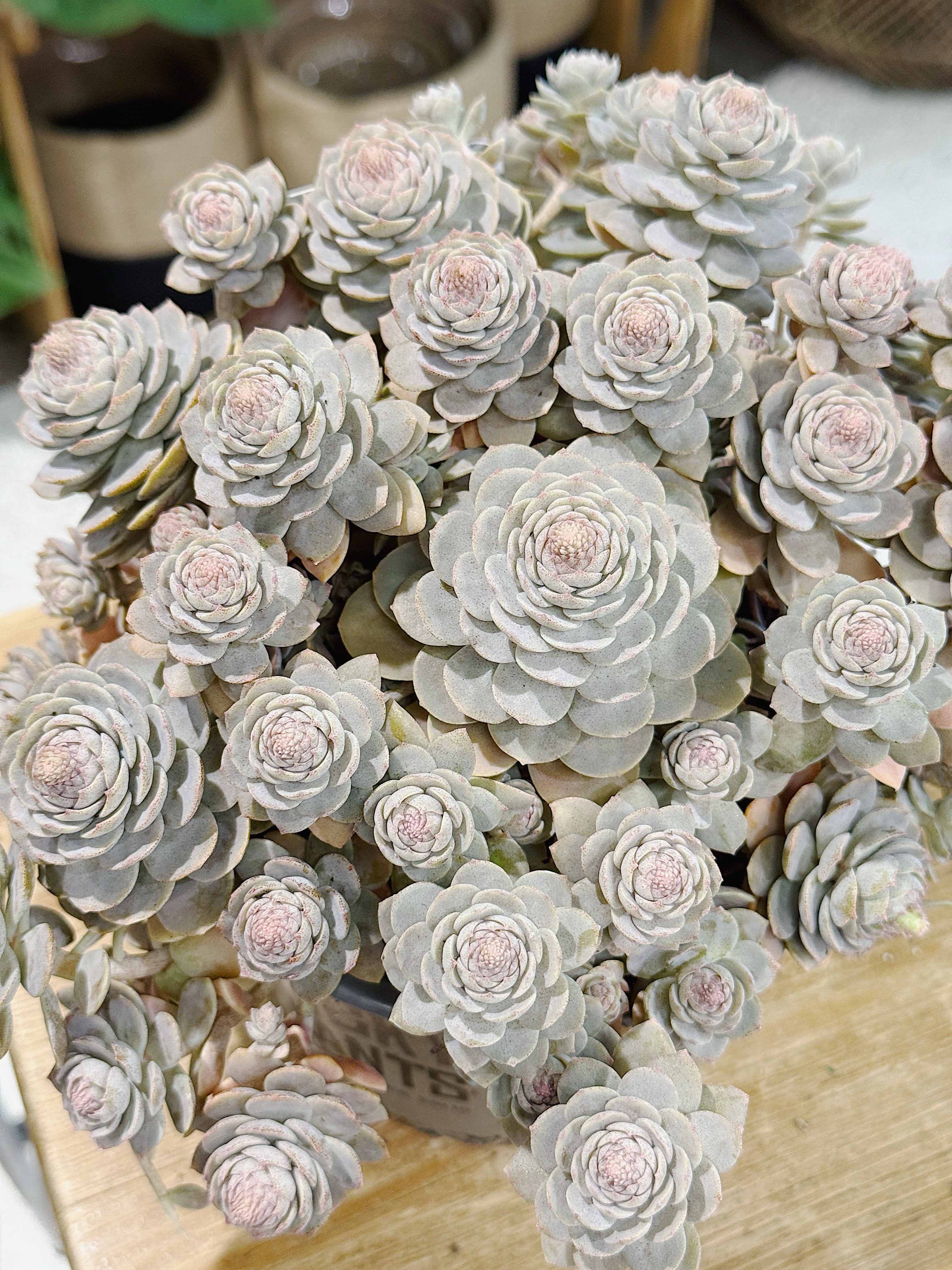 Orostachys iwarenge | Chinese Hat