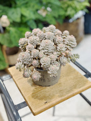 Orostachys iwarenge | Chinese Hat