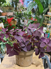 Oxalis Triangularis ‘Mijke’ | False Shamrock