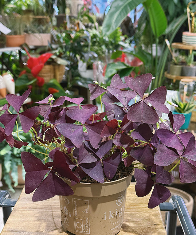 OxalisTriangularis_Mijke.jpg