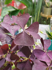 Oxalis Triangularis ‘Mijke’ | False Shamrock