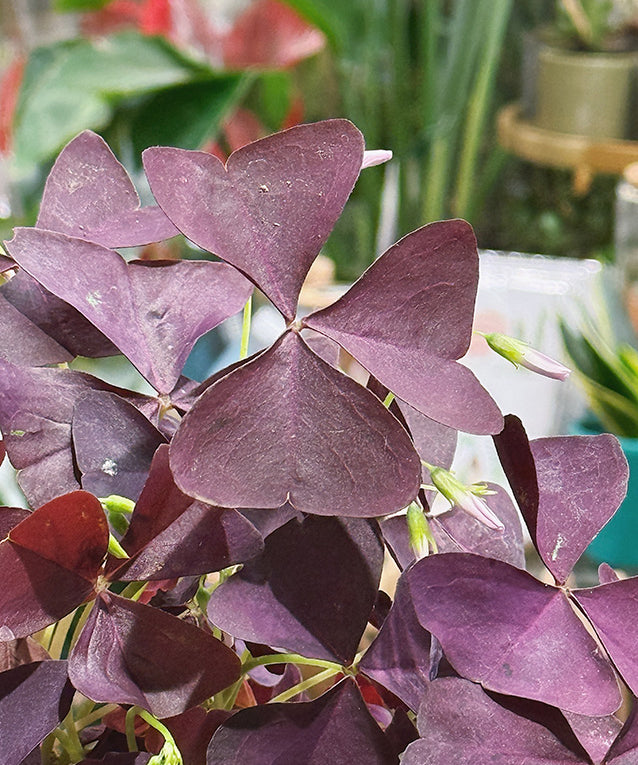 OxalisTriangularis_Mijke_1.jpg
