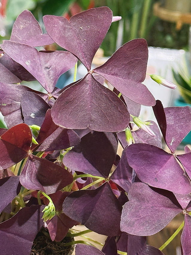 Oxalis Triangularis ‘Mijke’ | False Shamrock