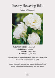 Tulip Bulbs | Paeony Flowering Tulip 'Mount Tacoma'