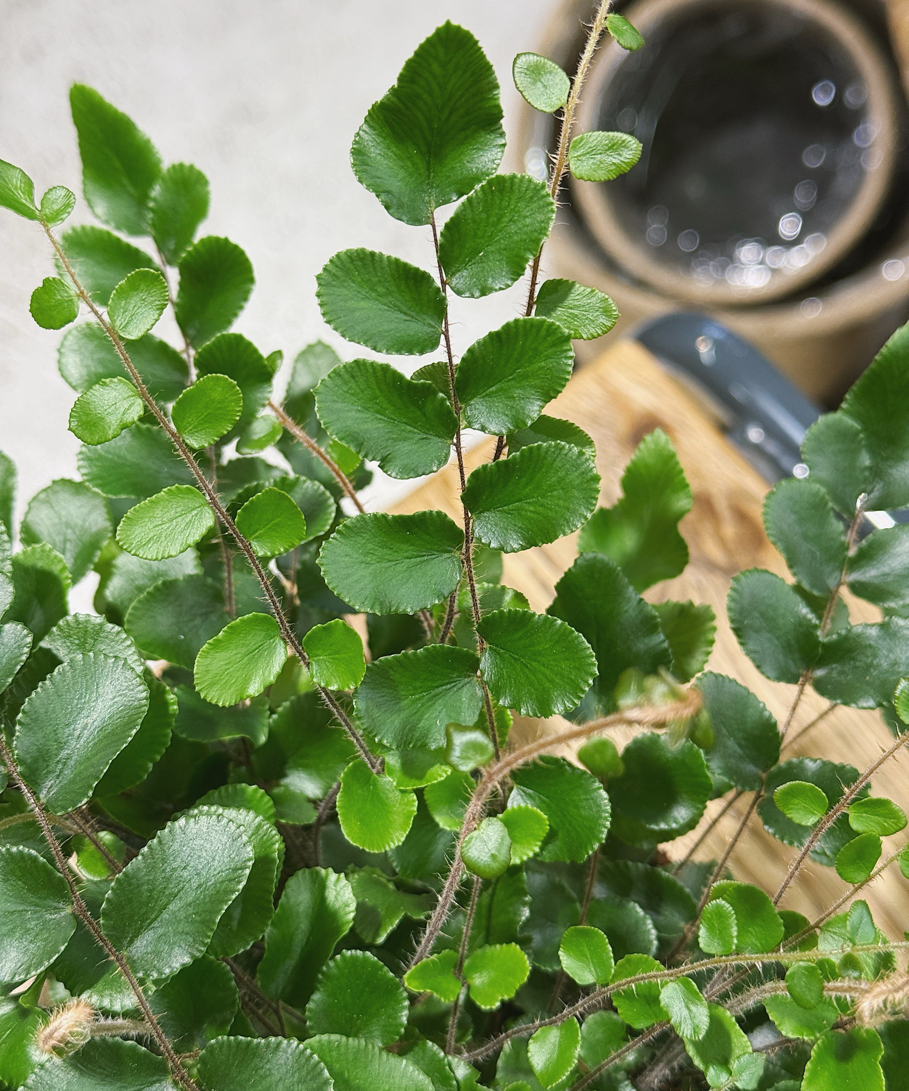 Pellaearotundifolia.jpg
