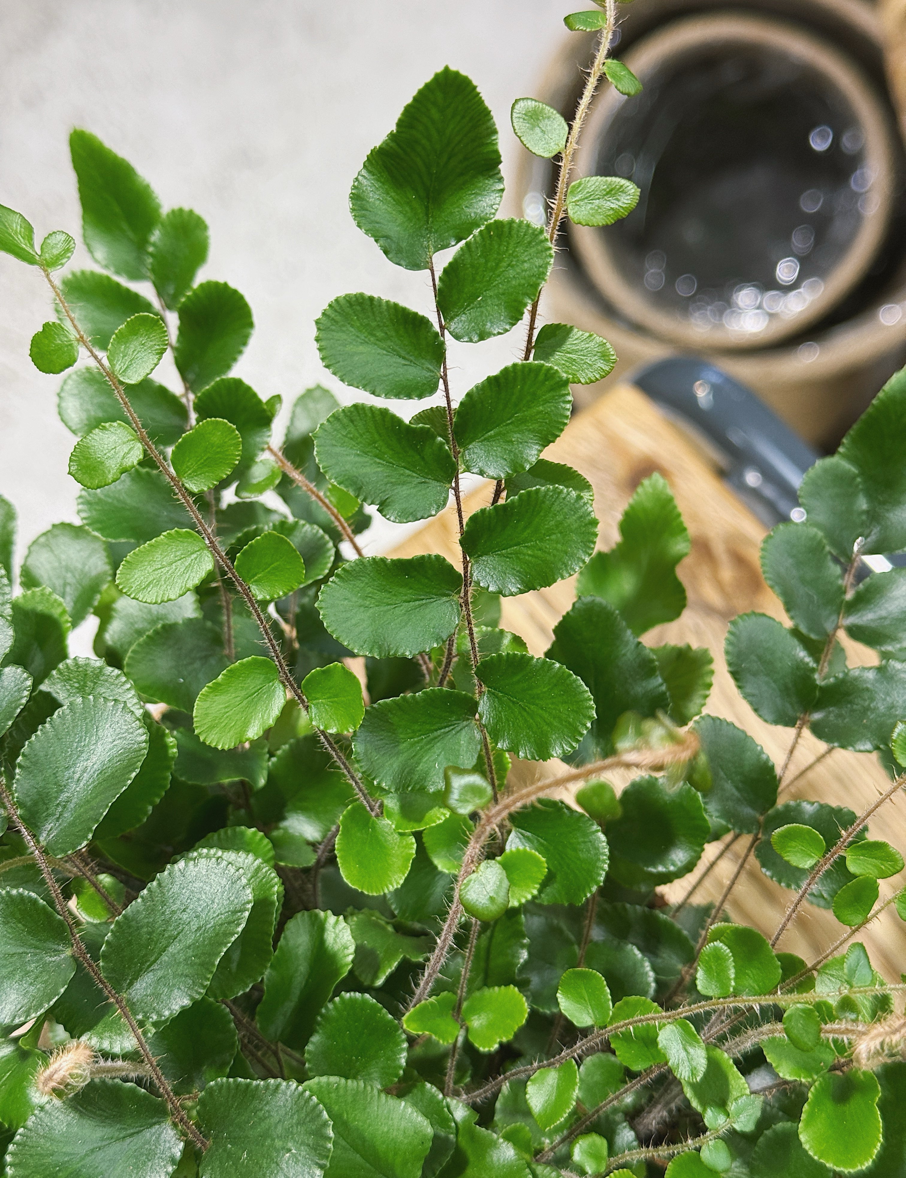 Pet-Friendly Houseplants