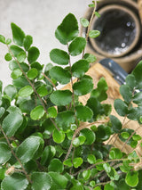 Button Fern | Pellaea rotundifolia, a compact fern with round leathery leaflets
